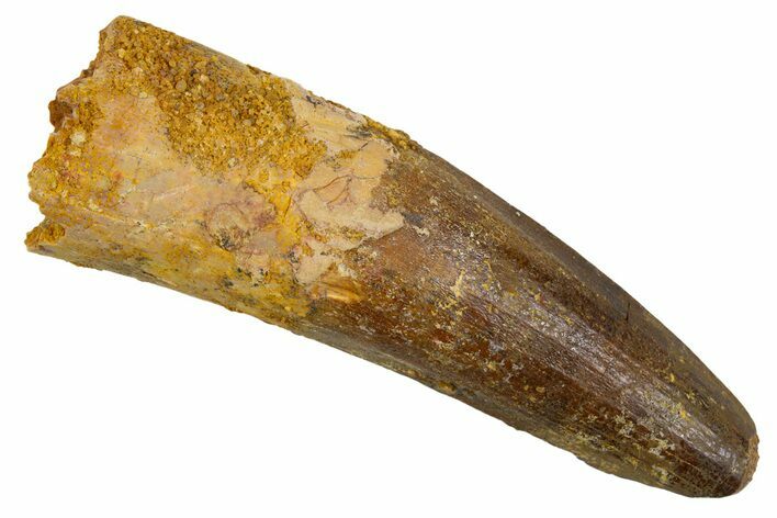 Fossil Spinosaurus Tooth - Real Dinosaur Tooth #305682